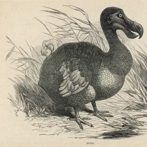 Animals / Extinct / Dodo