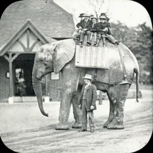 Animals at a French Zoo - African Elephant