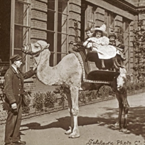 Animals at a French Zoo - Dromedary Camel