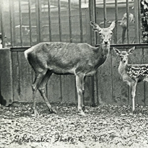 Animals at a French Zoo - Red Deer