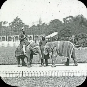 Animals at a French Zoo - Young Elephants