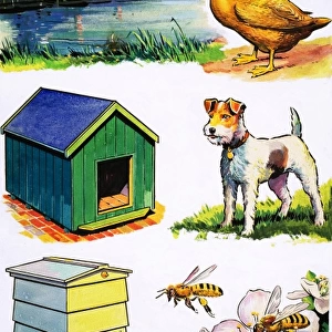 Animals and Their Homes