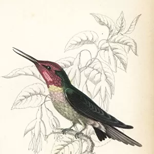 Annas hummingbird, Calypte anna