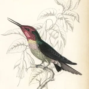 Annas hummingbird, Calypte anna