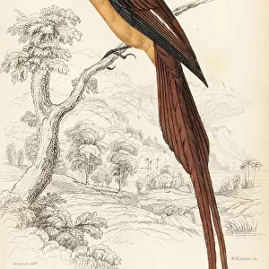 Annobon paradise flycatcher, Terpsiphone smithii. Vulnerable