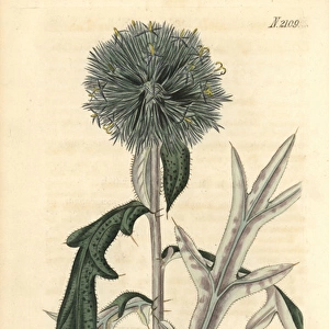 Annual globe-thistle, Echinops strigosa
