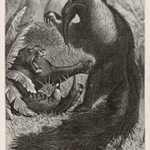 Ant-Eater / A. L. Clement