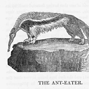 Anteater (Bewick)