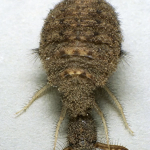 Antlion larva on a paper sheet