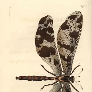 Antlion, Myrmeleon species