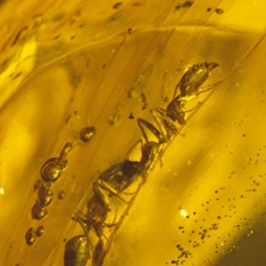 Ants in Dominican amber