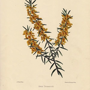 Aotus drummondii, yellow and crimson flowered