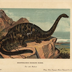 Apatosaurus excelsus, extinct genus of sauropod