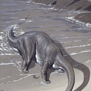 Apatosaurus, previously known as Brontosaurus