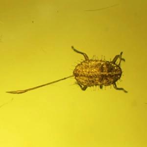 Aphid in amber