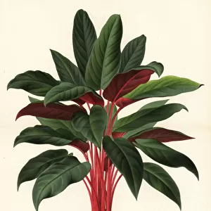 Apoballis acuminatissima foliage plant