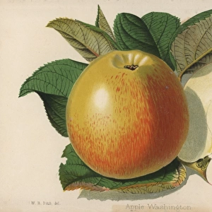 Apple cultivar, Washington, Malus domestica