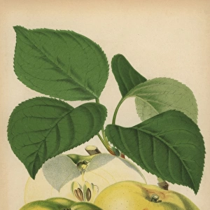 Apple variety, Bramleys seedling, Malus domestica