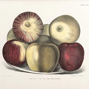 Apples, three varieties
