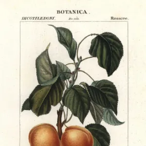 Apricot, Prunus armeniaca