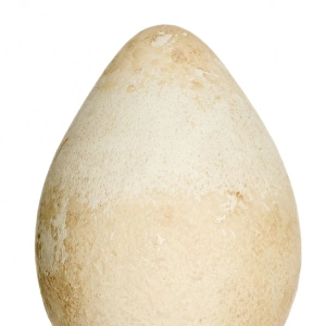 Aptenodytes fosteri, emperor penguin egg
