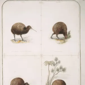 Apteryx australis, brown kiwi