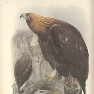 Aquila chrysaetos, golden eagle