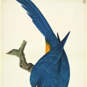 Ara ararauna, blue-and-yellow macaw