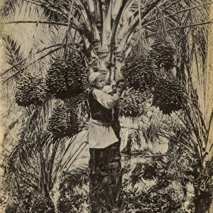 Arab boy climbing date tree, Algeria, North Africa