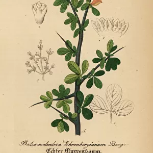 Arabian balsam tree, Commiphora gileadensis