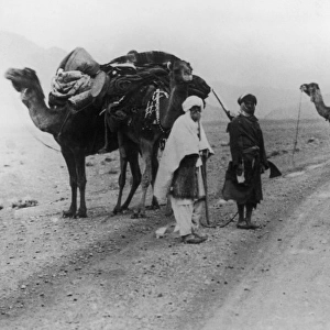 Arabian Camel Caravan