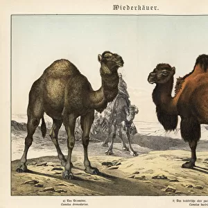 Arabian camel and critically endangered Bactrian camel