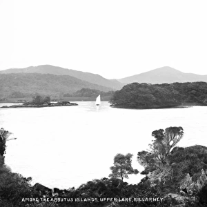 Among the Arbutus Islands, Upper Lake, Killarney