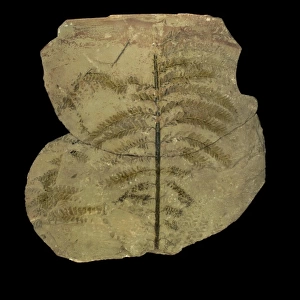 Archaeopteris hibernica, fossilised tree
