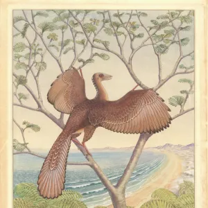 Archaeopteryx