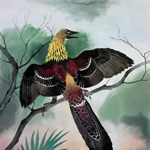 Archaeopteryx - bird-like dinosaur
