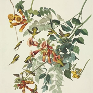 Archilocus colubris, ruby-throated hummingbird
