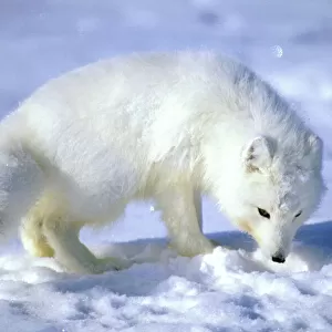 Arctic Fox searches for food, sniffing lemmings