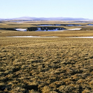 Arctic tundra of Taimyr peninsula near Kara sea