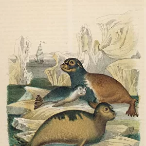 Arctocephalus Lobatus -- Seals