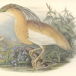 Ardeola ralloides, squacco heron