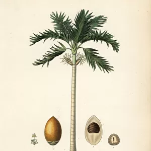 Areca nut palm tree, Areca catechu