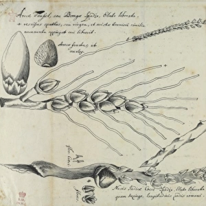Arera catechu, figure from Descriptiones Fruticum et Arborum