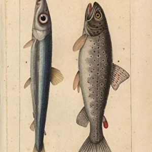 Argentine, Argentina sphyraena, and lake trout, Salmo trutta