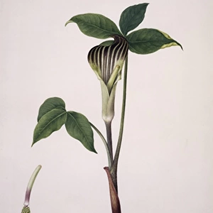 Arisaema triphylla, Jack-in-the-pulpit