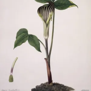 Arisaema triphylla, Jack-in-the-pulpit