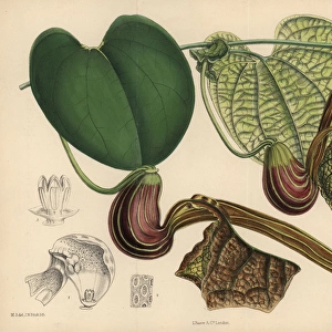 Aristolochia hians, birthwort or Dutchman s