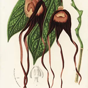 Aristolochia tricaudata. Critically endangered