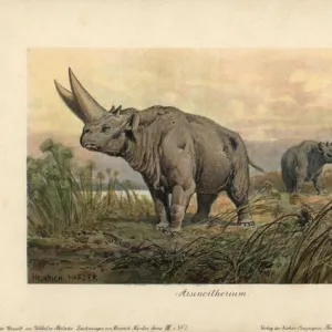 Arsinoitherium, an extinct genus of paenungulate