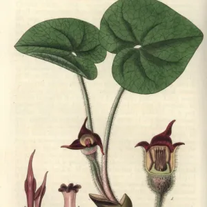 Asarum canadense, Canadian asarabaca or wild ginger